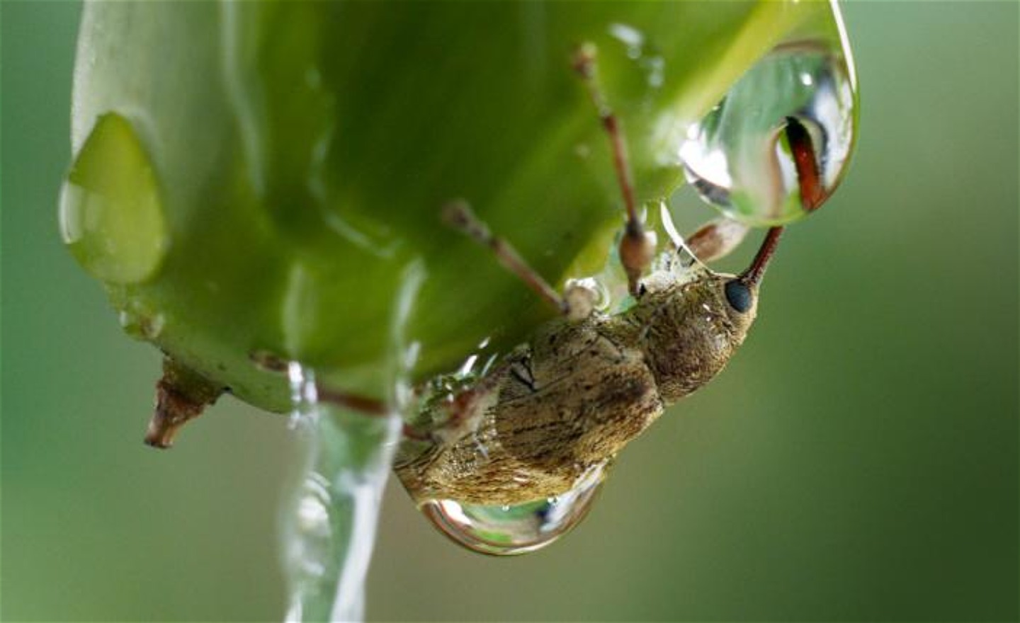 En insekt som sitter på en grön knopp har stuckit sin snabel i en vattendroppe.