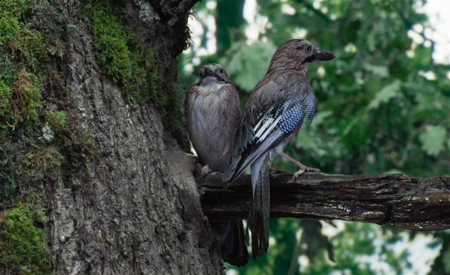 Två fåglar som sitter på en gren i en ek.