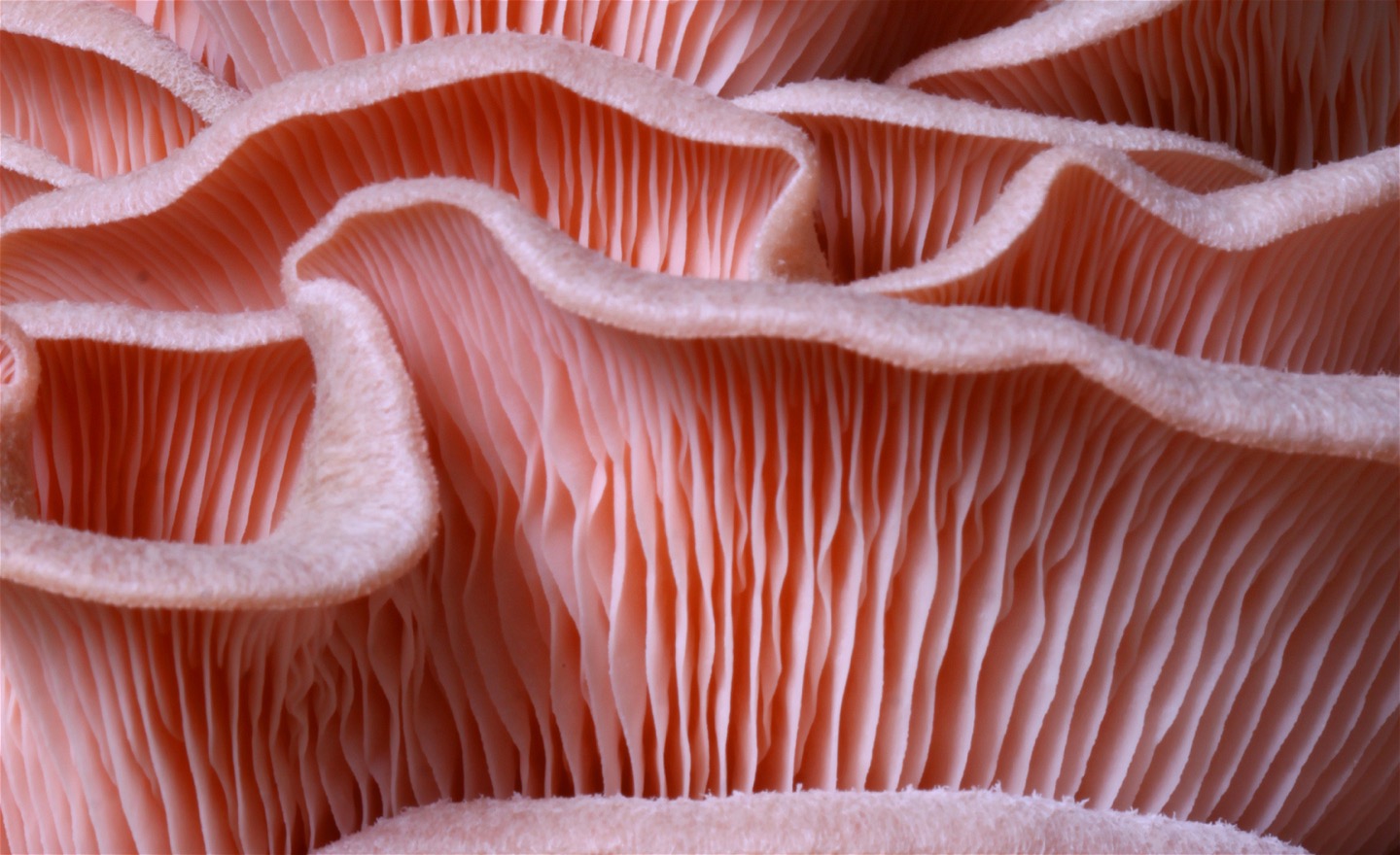 Närbild på en klunga rosa svampar med mycket skivlingar.