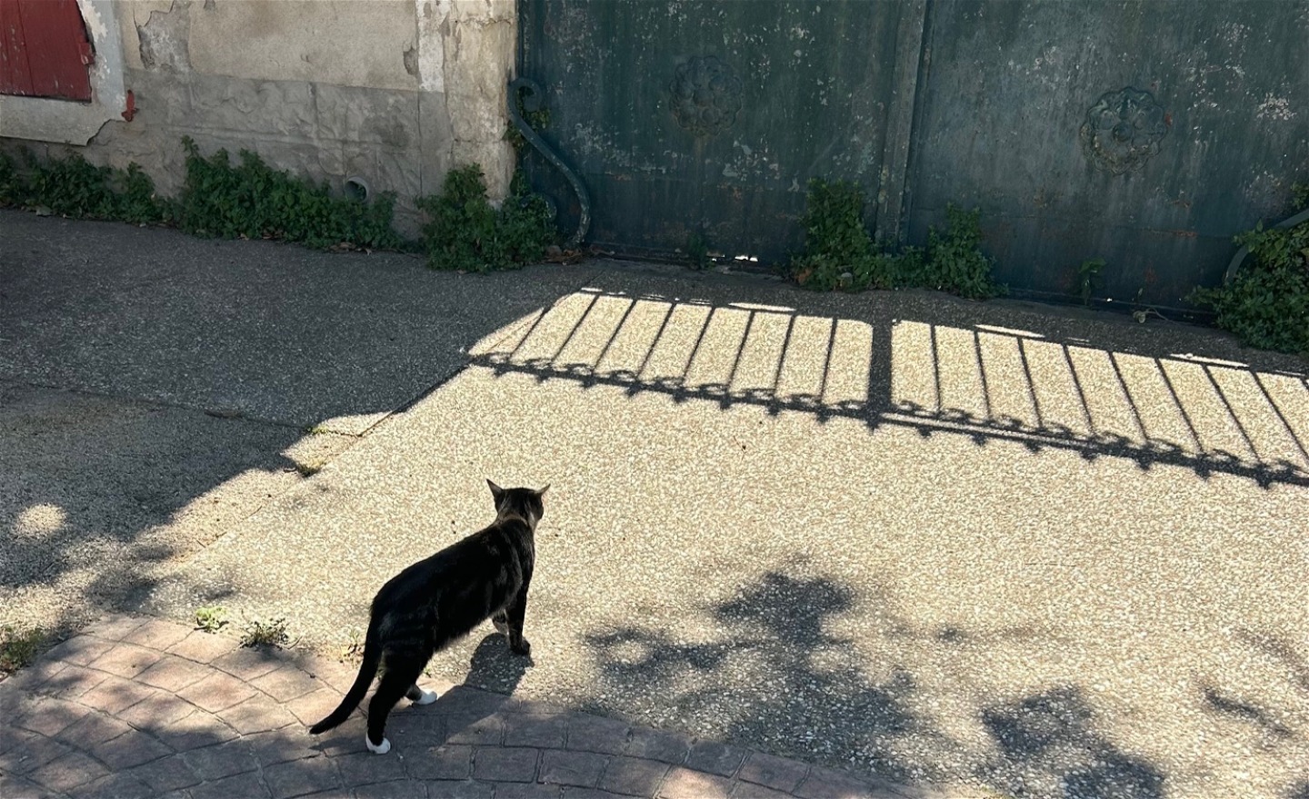 I workshopen Fotografins grunder övar vi på att komponera bilder där vi utgår från färger, former och skuggor. Bilden föreställer en katt på asfalt med skuggor skapade av träd och en grind.  